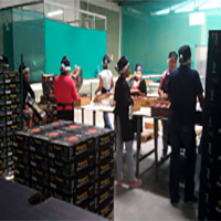 Mangoes packaging process