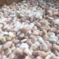 Cocoa fermentation by bee pollination ... Quillabamba - Cusco