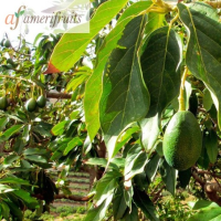 Avocado crops