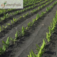 Crop Fields