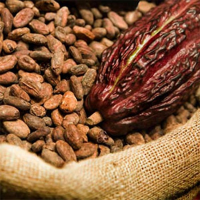 Cacao Orgánico en Grano