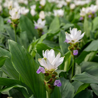 Turmeric flower