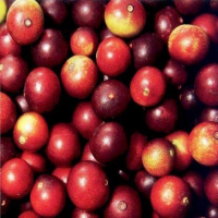 Frozen Camu Camu Pulp.