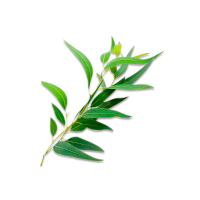 organic herbal tea Asmachilca Respiratory Tea