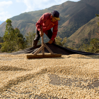 Specialty Green Coffee Beans