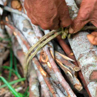 aniba rosaeodora wood for steam distillation of essential oil