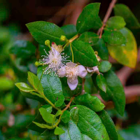 peruvian myrtle leaves luma chequen