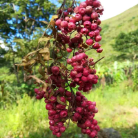 pink pepper corn schinus molle seed