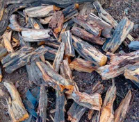 fresh cut palo santo wood