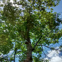 aniba rosaeodora tree rosewood