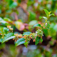 Minthostachys mollis - Andean mint