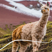 Allpaka Cuzco