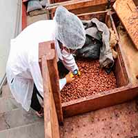 Cocao beans