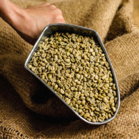 Certified Organic Arabica Green Coffee - 15 Kilos Bag