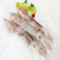Loligo Squid