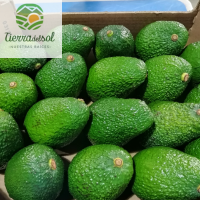 Aguacate Variety Hass