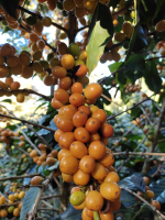 Exportable gold coffee 