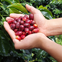 Coffee fruit