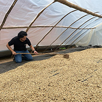 Coffee drying