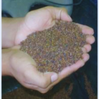 Tropical Kudzu Seed - Herbaceous Legume per Kilo