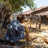 Worker cutting the Palo Santo - Dry Forest Morropón Piura