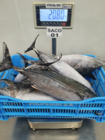 Whole frozen Bonito 1.5 - 3 kg Propesur
