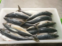 Frozen whole Mackerel (Scomber japonicus)