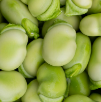 Fava Beans Bulk