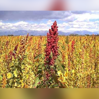 white quinoa grains