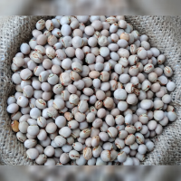 Pigeon Peas