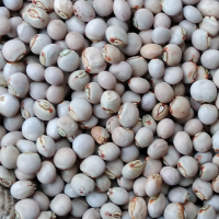 Pigeon Peas