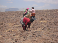 Inglés  Harvesting maca