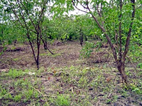 Camu camu plants