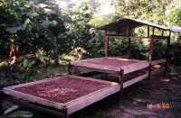 Fermenting Cacao nibs