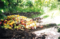 In the Cacao plantation