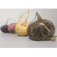 Maca ecotypes