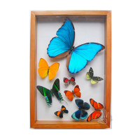 Butterfly Frame Wall Decor