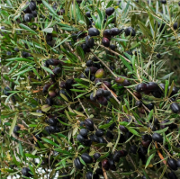  Black olive on tree