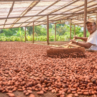 Fermented Cacao Beans 