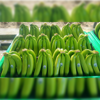 Organic Banana