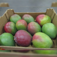 Organic Mango