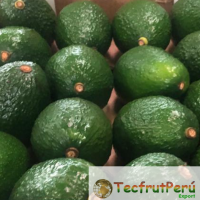 Fresh Avocado