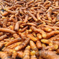 Fresh Turmeric
