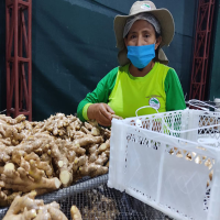  Fresh Ginger Packaging