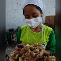 Fresh Ginger Selection