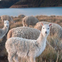 Baby Alpaca