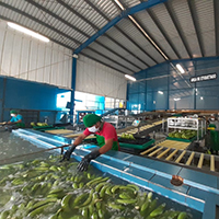 Agroexportaciones Nor Packing Area