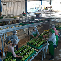 Agroexportaciones Nor Packing Area