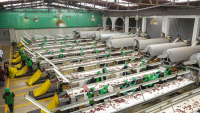 Our Dry Capsicums process lines