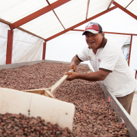  Cocoa beans drying